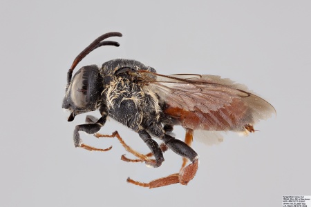 [Ammobatoides male (lateral/side view) thumbnail]